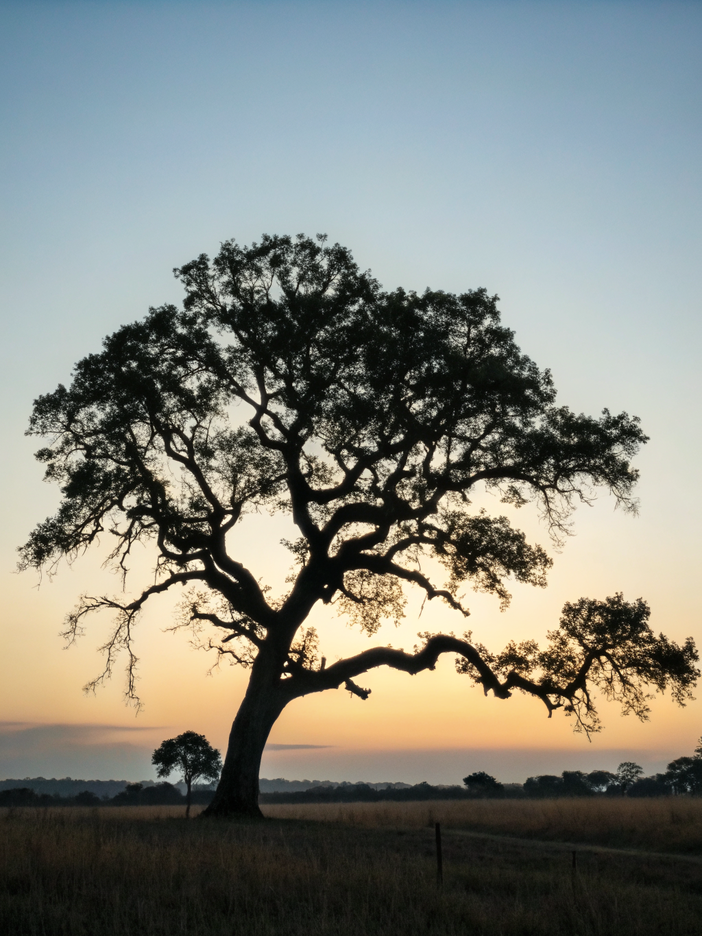 A single live oak in full silhouette against a golden and blue-grey dusk sky