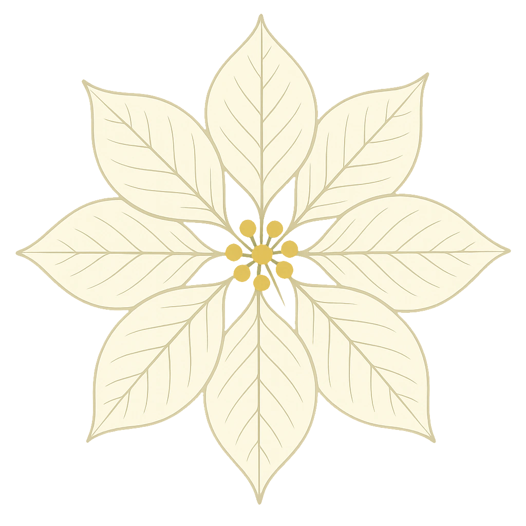 Cream poinsettia, drawn flat