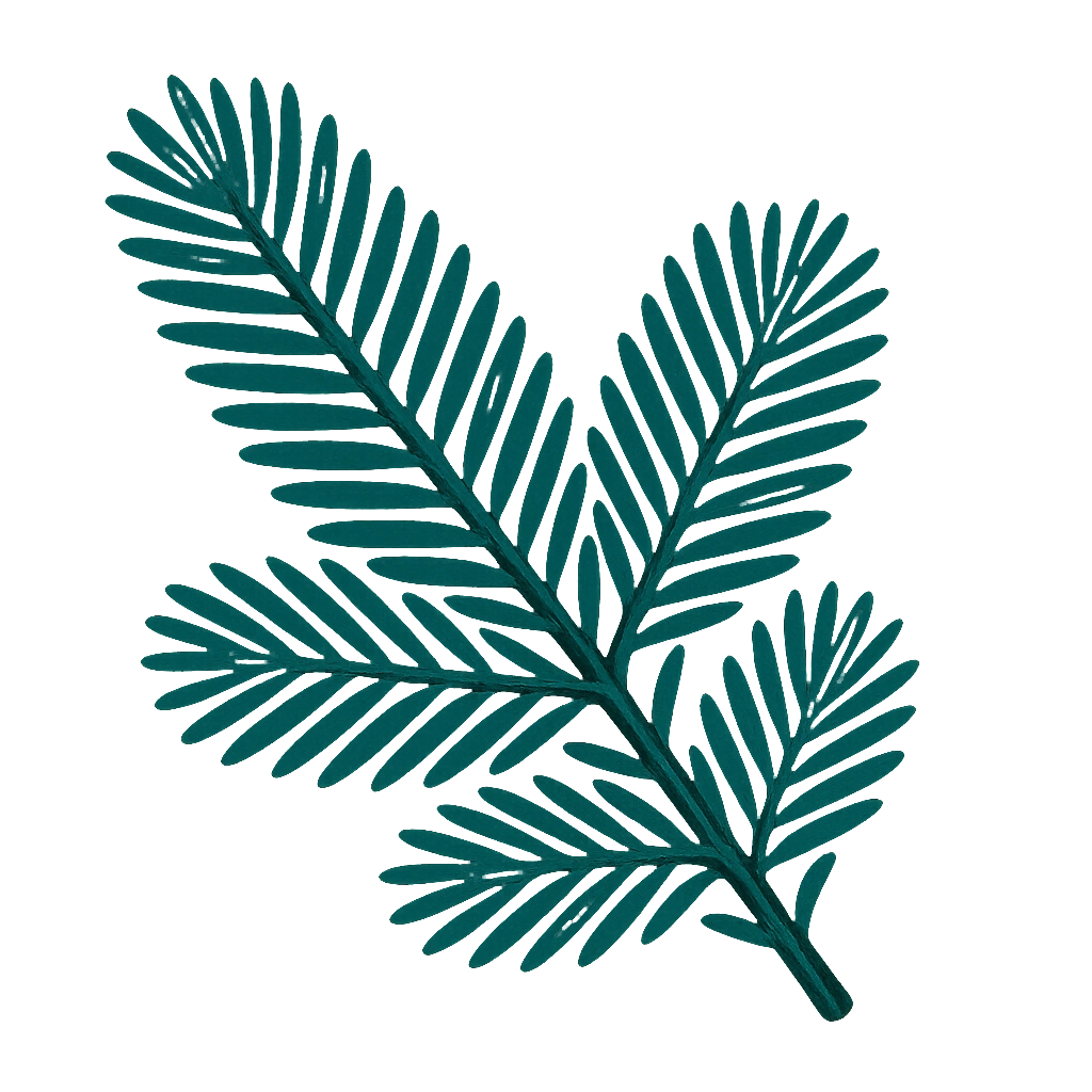 Blue spruce, drawn flat with hairline veins