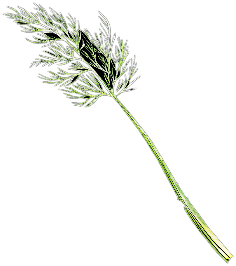 Hand-drawn dill frond