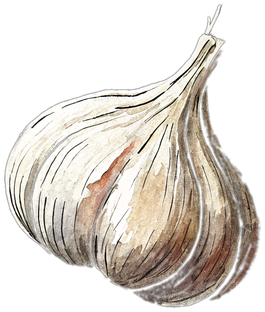 Hand-drawn garlic bulb