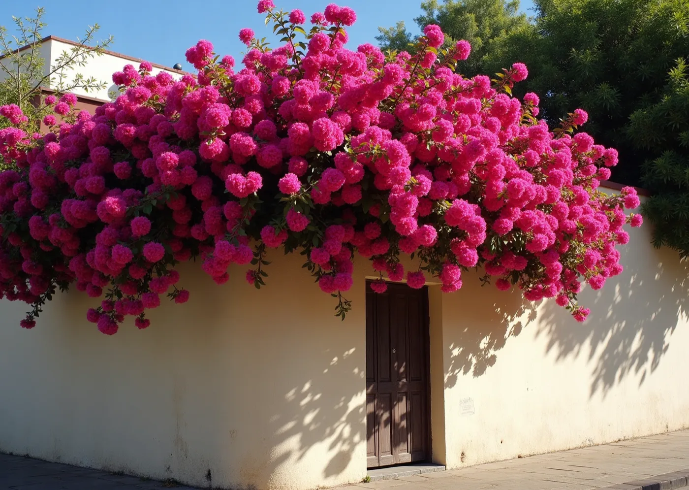 Santa rita en flor sobre un muro de revoque crema, a pleno sol