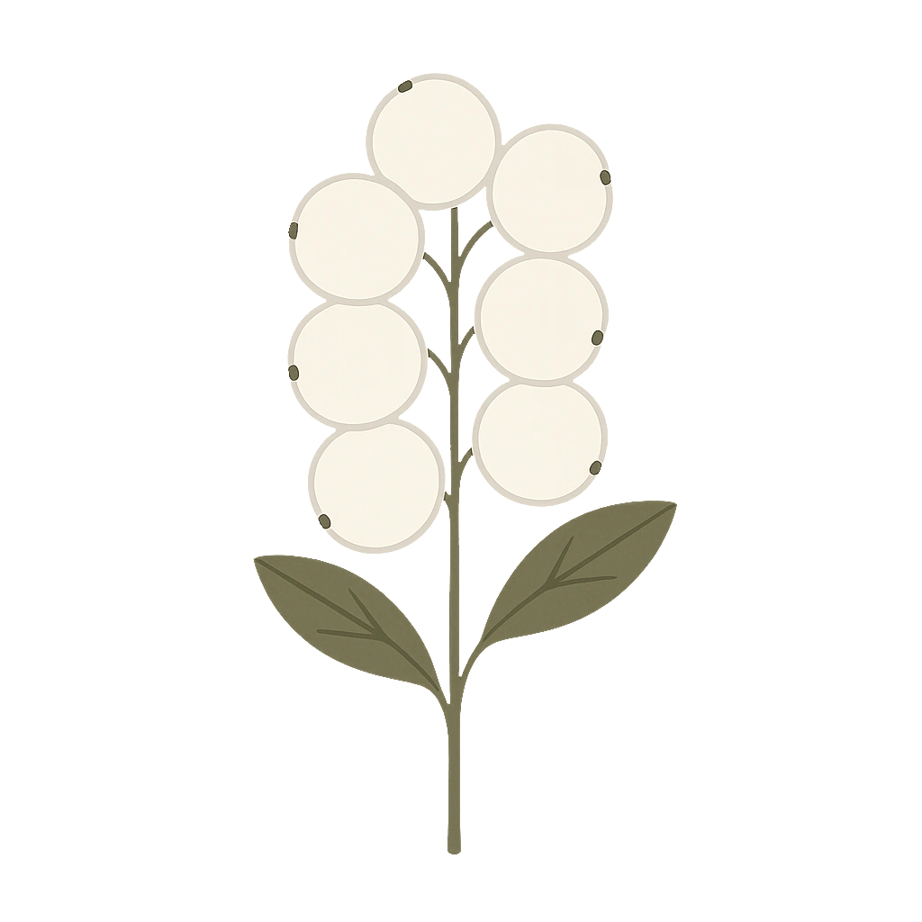 Snowberry, drawn flat