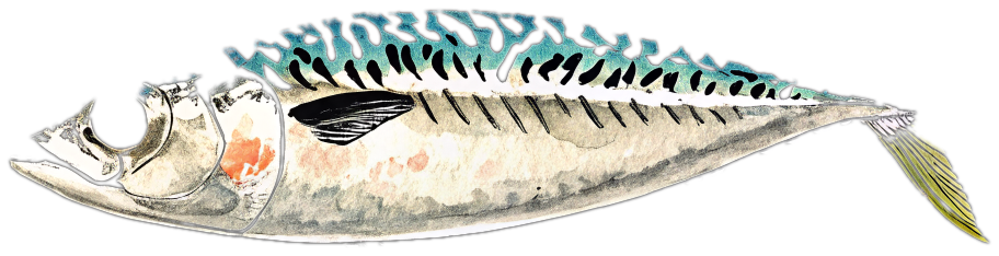 Hand-drawn whole mackerel in blue ink and wash